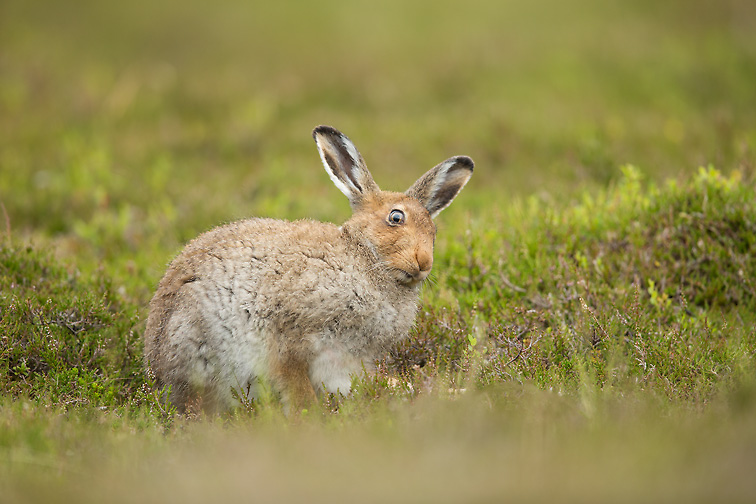 Mountain Hare (lepus timidus) sitting on heather moorland